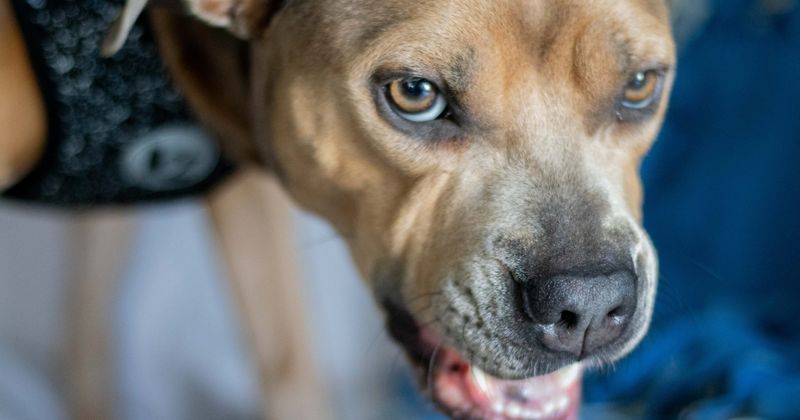 Illinois toddler mauled to death by pit bull after parents left her in playpen to party with friends
