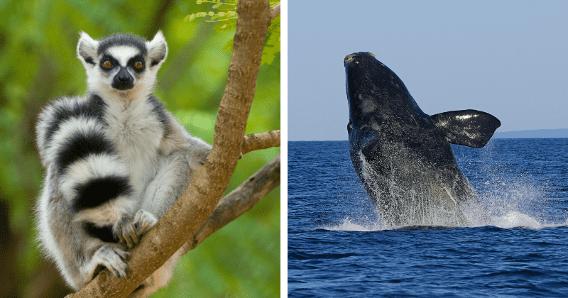 Lemurs and Right Whale one step away from extinction among 6,811 critically endangered species, report reveals
