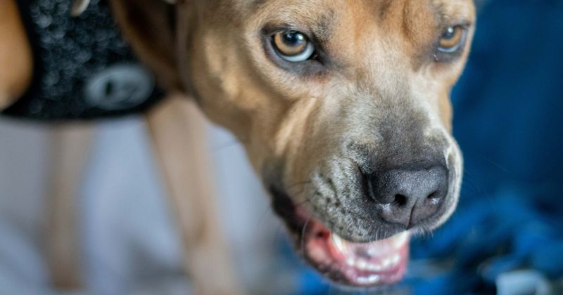 Florida man , 82, shoots dead neighbor and his 11-year-old daughter after they testified his dog was dangerous