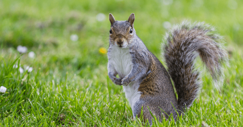 Squirrel in Colorado tests positive for bubonic plague, advisory warns against contact with sick, dead animals