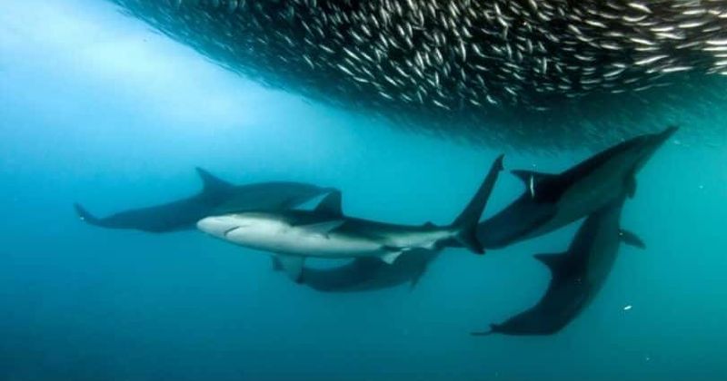 'Sharks vs Dolphins: Blood Battle': Why dolphins usually emerge the unexpected winners in this marine fight