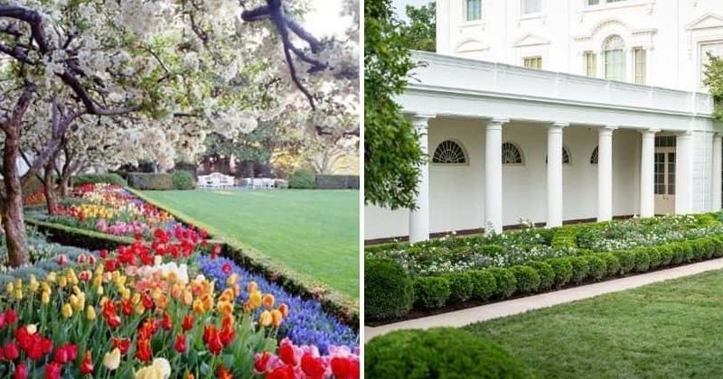 Rose Garden row: Internet turns to Biden for help as Melania rips up Jackie Kennedy's oasis of color