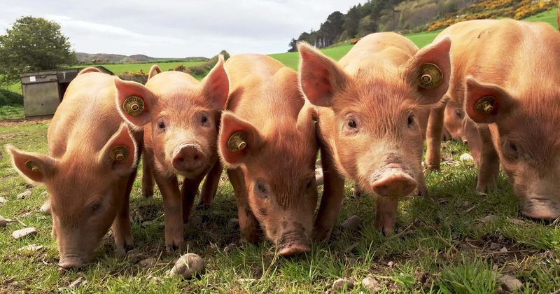 Starving pigs forced to eat each other while sows writhe in pain at farm known for high animal health standards