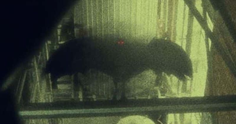 'The Mothman Legacy' Review: Docu on West Virginia mystery creature is a fascinating insight into spooky legends