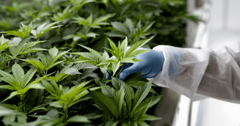 Cannabis is removed by UN from the list of ‘most dangerous substances’, what are the implications?