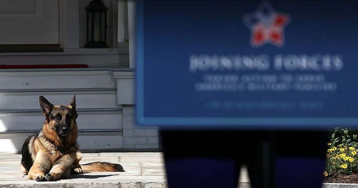 Who are Champ and Major? Joe Biden's German Shepherd to have 'indoguration' as pets return to the White House