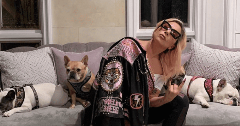 How much are Lady Gaga's dogs worth on black market? French Bulldogs have become popular among celebs and fans