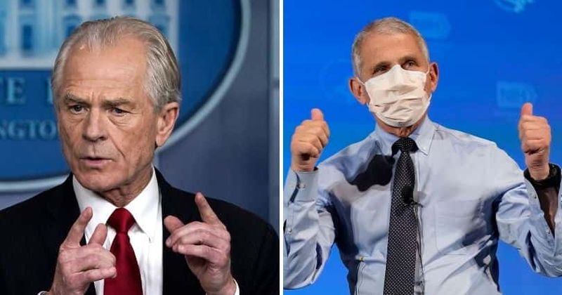 Peter Navarro calls Covid 'Fauci virus' and Trump 'father of vaccine', Internet wants him 'institutionalized'