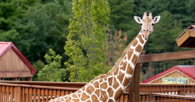 How did April the Giraffe die? YouTube sensation mourned after tragic death at 20: 'You'll live on forever'