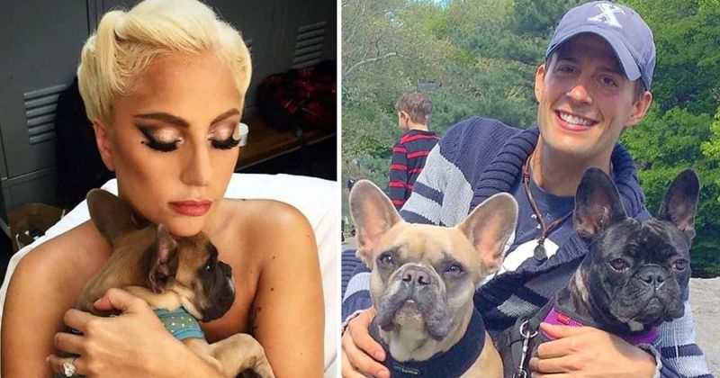 Jennifer McBride, Harold White and 3 more arrested for stealing Lady Gaga's dogs and shooting her dog walker