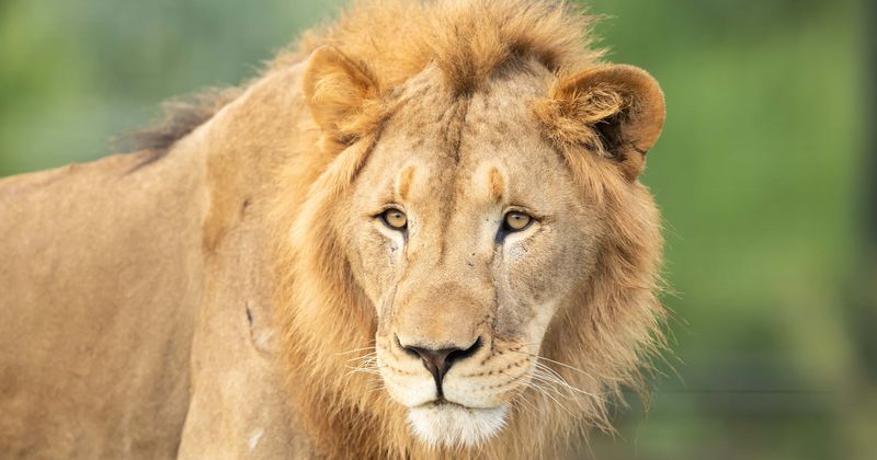 Who killed Mopane? Hunt on for Philip Smith who shot lion and made him suffer for 24 hours