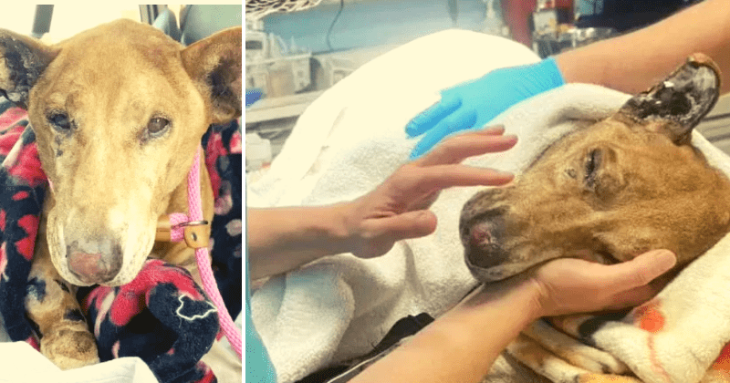 Who is Brandon Jerold Smith? LA dog owner hangs pooch from fence and sets it ablaze