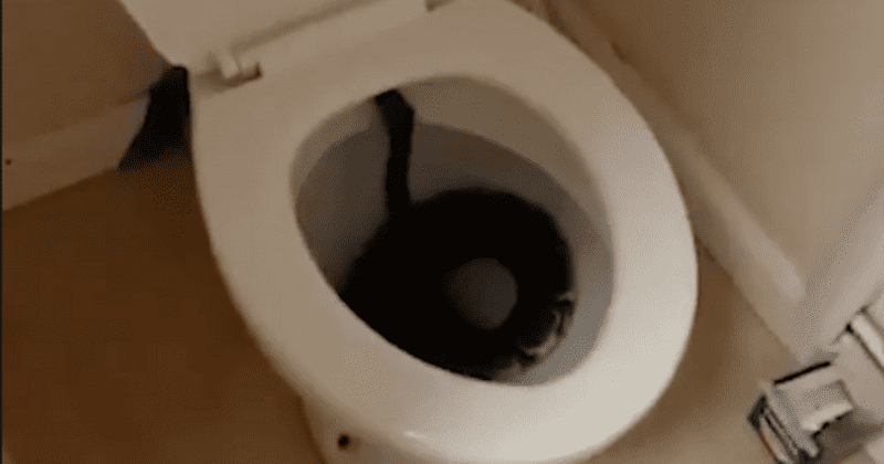 Nightmare comes true: UK woman nearly sat on 4ft python in her toilet bowl