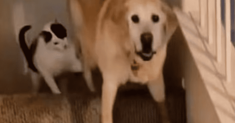 'Attempted assassination': Cat pushes owner's dog down the stairs in viral video
