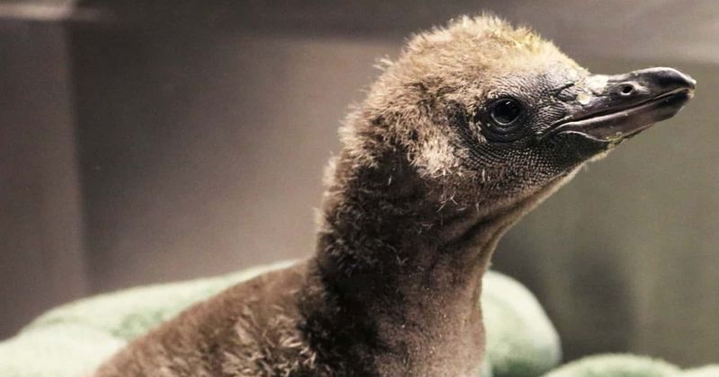 Elmer and Lima: Gay penguins at NY zoo turn foster dads with egg from another couple