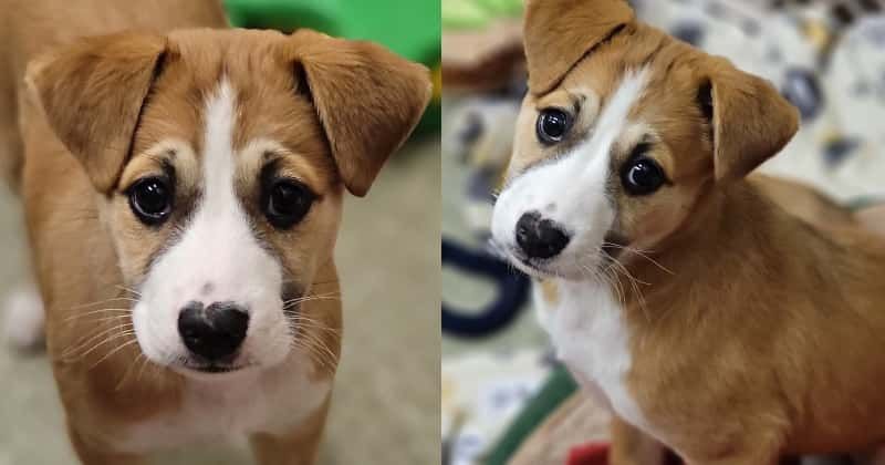 Texas: 2-month-old puppy rescued from abuse by good samaritans, lodged in animal shelter