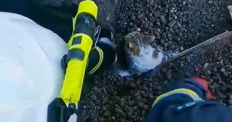 Video of Ukrainian rescue workers saving a cat in Kharkiv melts Internet hearts