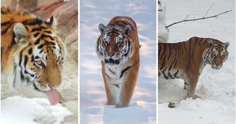 12-year-old 'Putin' the tiger dies at Minnesota zoo after 'heroic attempt' by doctors