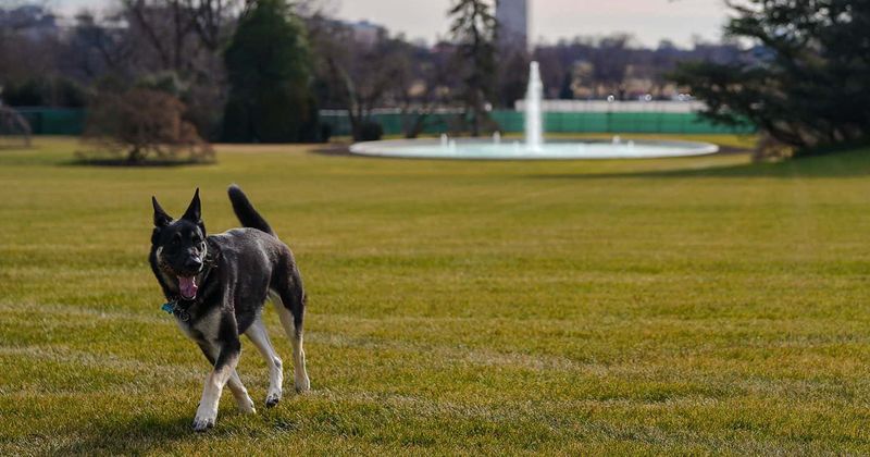 Secret Service's 'Major' headache: The truth behind POTUS' pet that left agents fuming