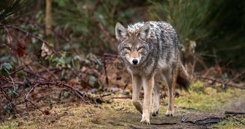 COYOTE ATTACK! Horrifying video shows toddler being mauled by coyote at Huntington Beach