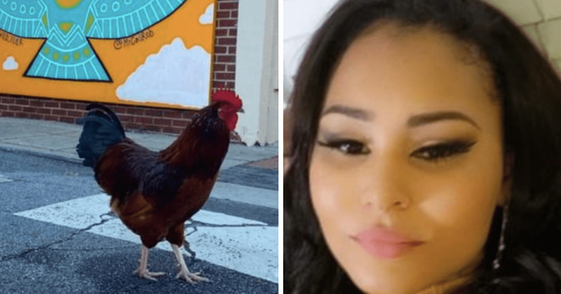 Ocean Springs promises REVENGE after Carl the celebrity rooster 'MURDERED' by corrections officer