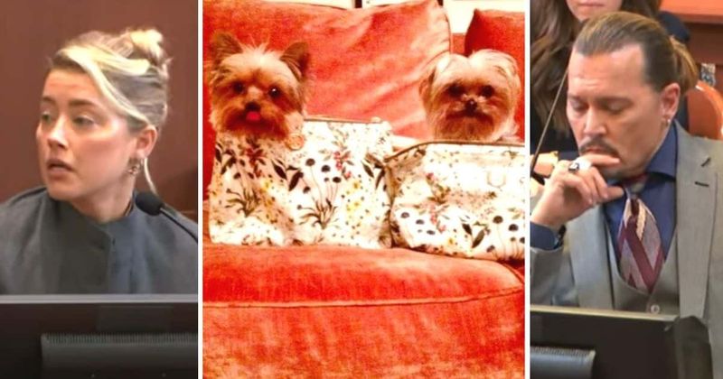 DOG DID IT! Amber Heard claims poop on Johnny Depp's bed wasn't a prank
