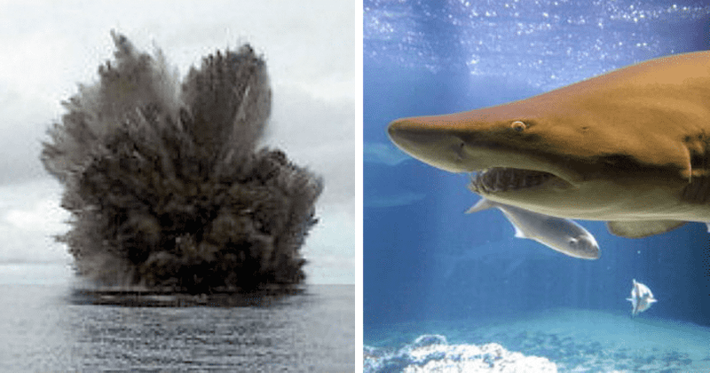 Forget Sharknado, it's a SHARKCANO! Massive plumes discharge from Kavachi, home to MUTANT sharks