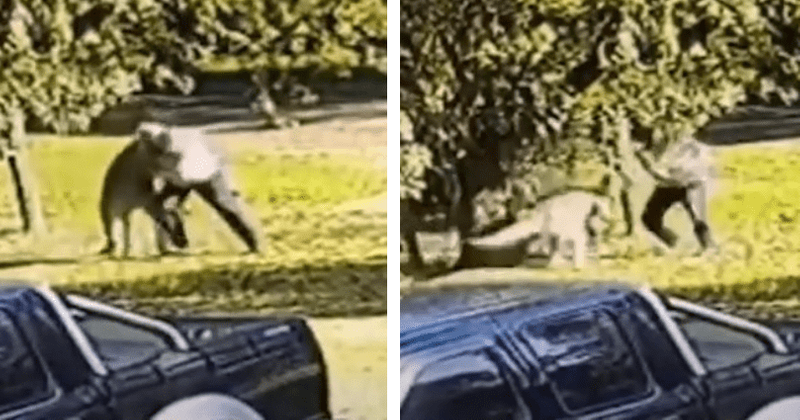 Man vs Wild: Shocking footage shows man being BEATEN UP by a kangaroo!