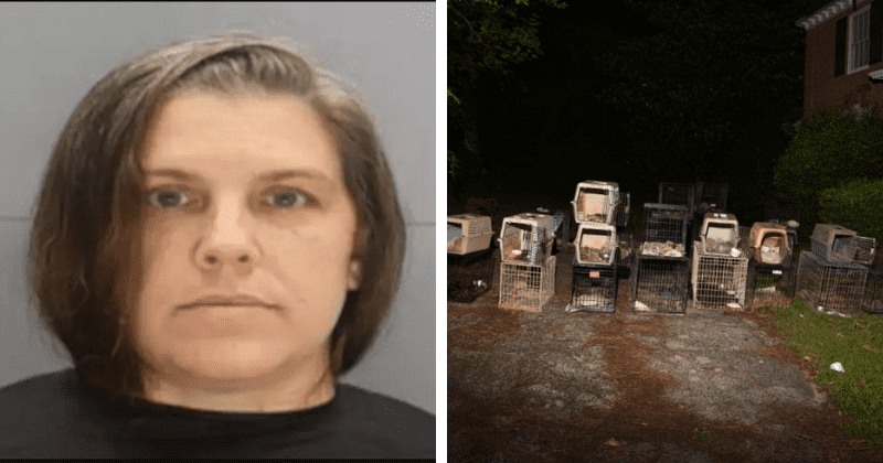 Animal RESCUE CEO arrested after 28 dogs, 2 cats found dead in her home in 'worst case of animal cruelty'
