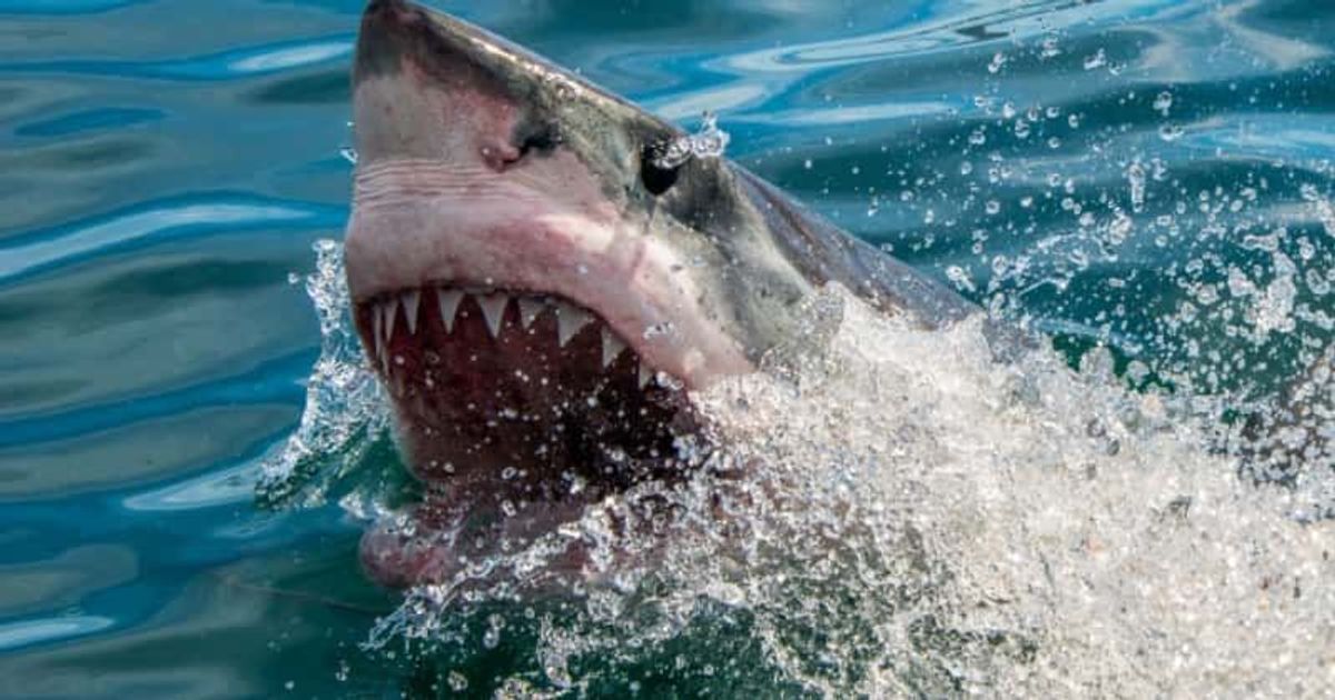 Sharm el-Sheikh SECOND SHARK ATTACK: Tourist killed JUST hours and 600m from where Mako attacked