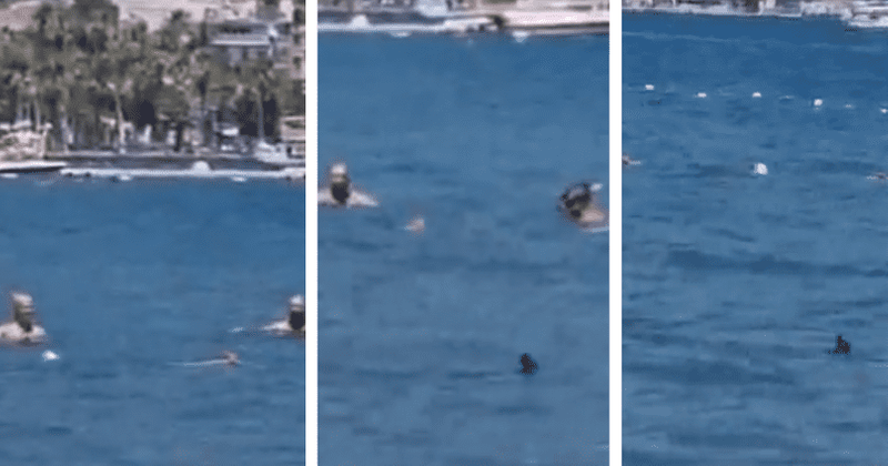 Did swimmer REALLY chase away shark with a MOP? Here's the truth behind viral video