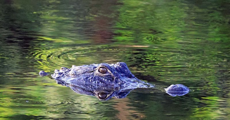 Alligator euthanized after being found swimming with knife embedded in head in Florida pond