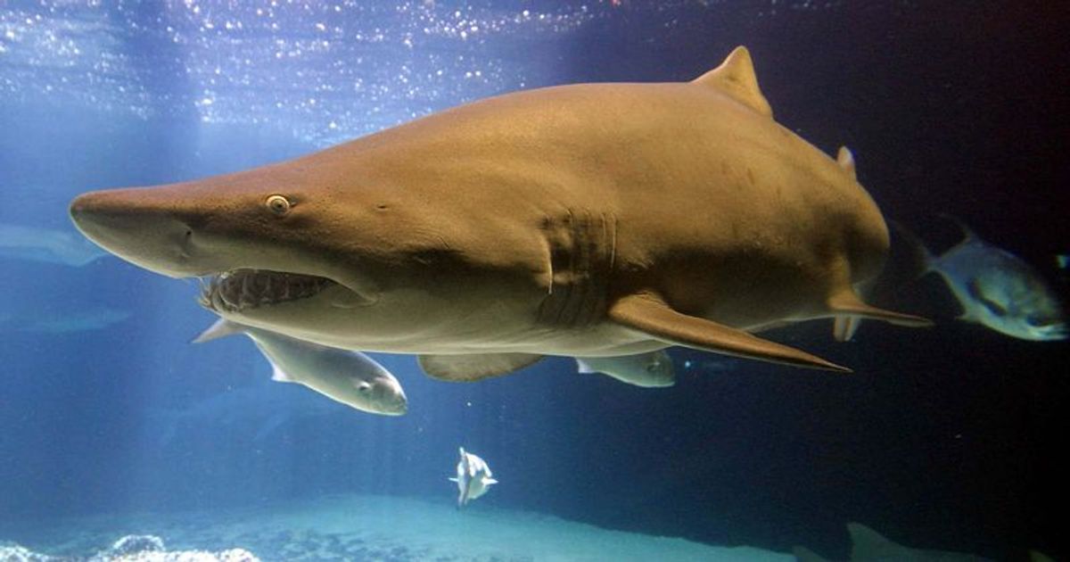 'Scene out of Jaws': SHARK ATTACK left boy, 8, with chunks of flesh hanging off his legs