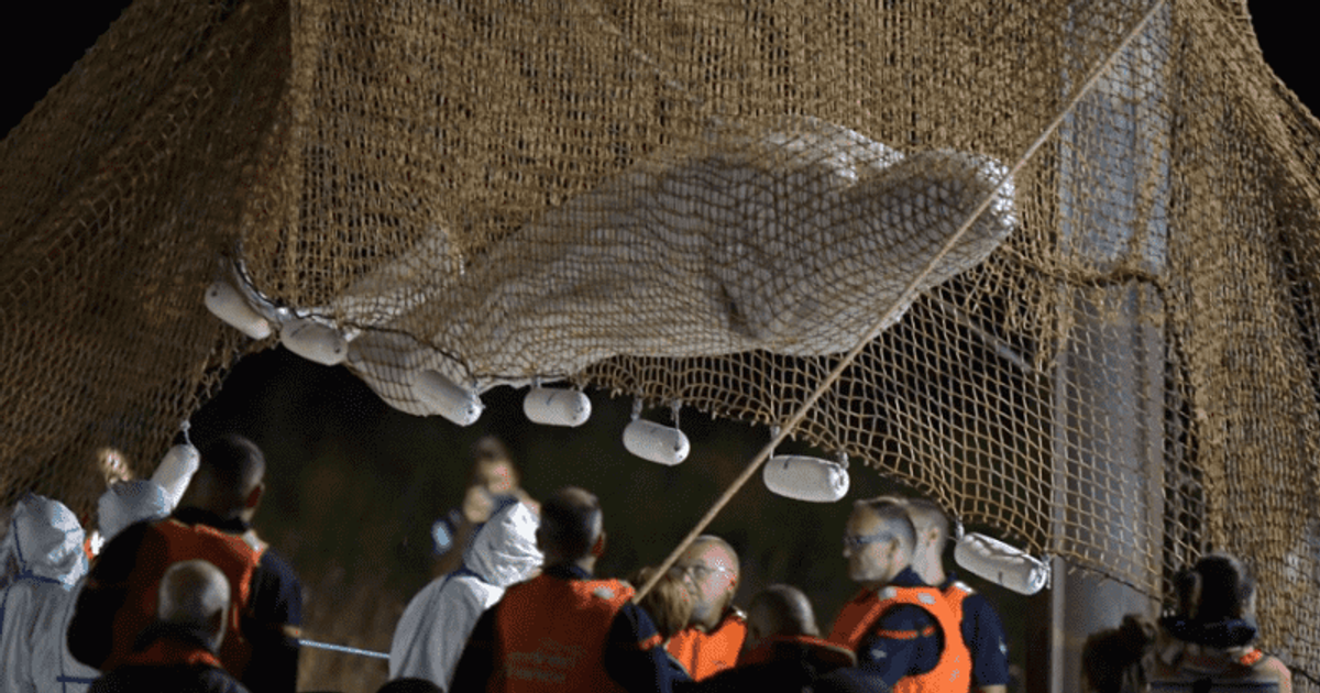 Beluga whale rescued from river euthanized after it refused food and lost 800 pounds