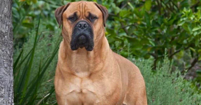 Boy, 4, seriously injured in vicious attack by bull mastiff-type dog while visiting friend's house