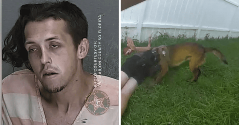 'Get him off, please!': Florida K-9 clamps down on accused carjacker’s backside during chase
