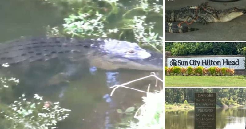 Nancy Becker: Woman, 88, killed in ALLIGATOR ATTACK after she slipped into a pond at retirement community