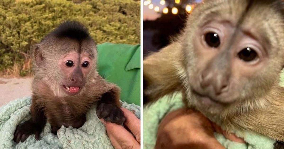 PRIMATE SUSPECT: Cops shocked after catching MONKEY behind 911 call from California zoo