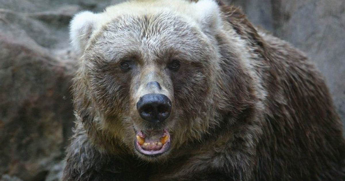'BEAR in the house': Colorado man shoots 400-pound beast NINE TIMES after it breaks into his home