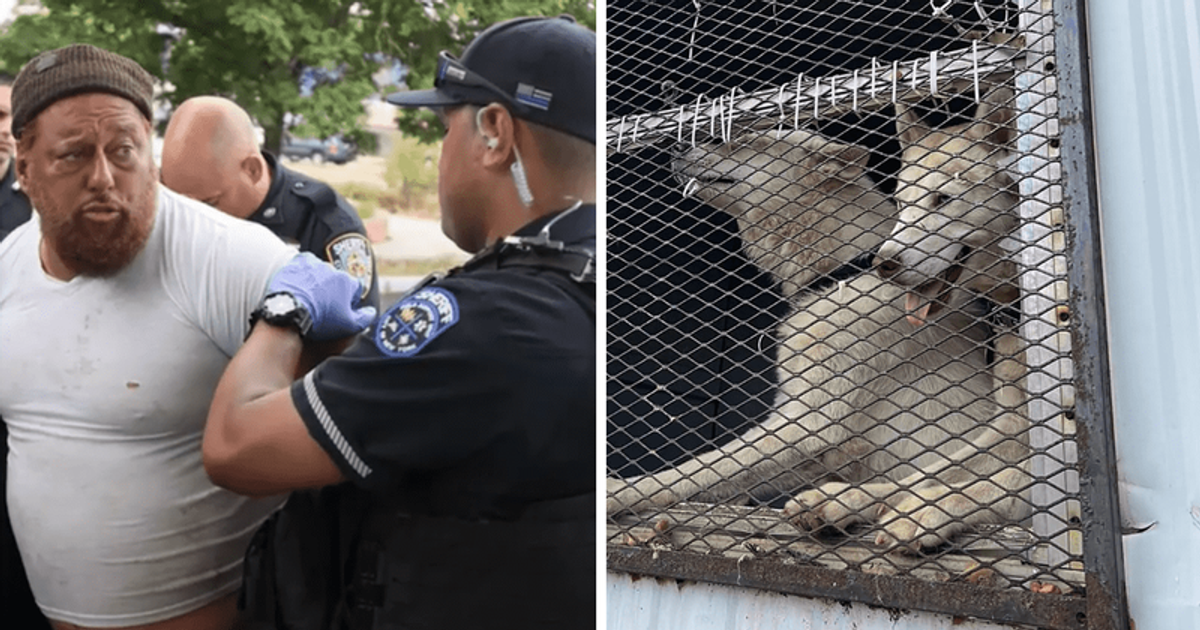 Victor Quinteros: Staten Island man charged with animal cruelty for starving and neglecting 24 huskies