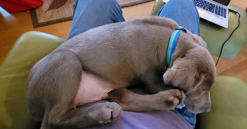 'Keep your dogs home': Vets warn of unknown CPV-like illness KILLING dogs in Michigan