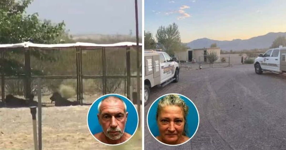 Hundreds of malnourished dogs rescued from Nye County property, breeders arrested for animal cruelty