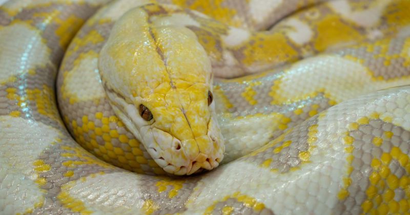 'Not what you want to see in the morning': Enormous 18 feet python tries to enter house through open window