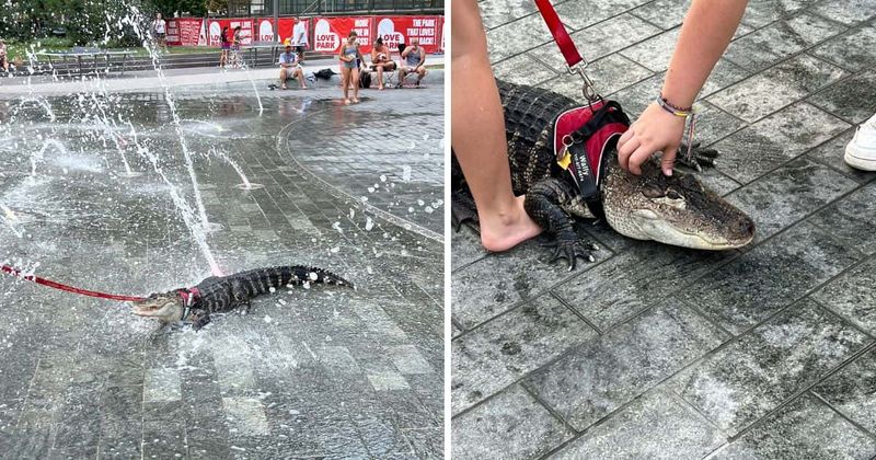 Pennsylvania parkgoers STUNNED to see young girl walking 'emotional support' alligator Wally on leash