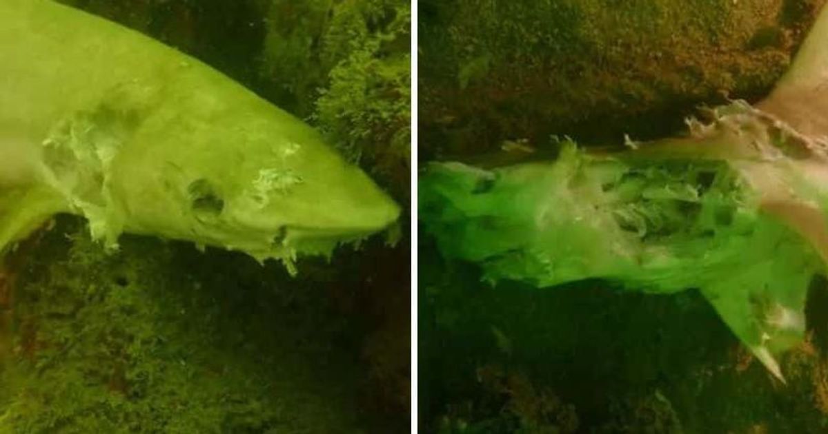 BARBARIC! Divers discover DEAD baby Blacktip sharks with multiple stab wounds floating in the sea