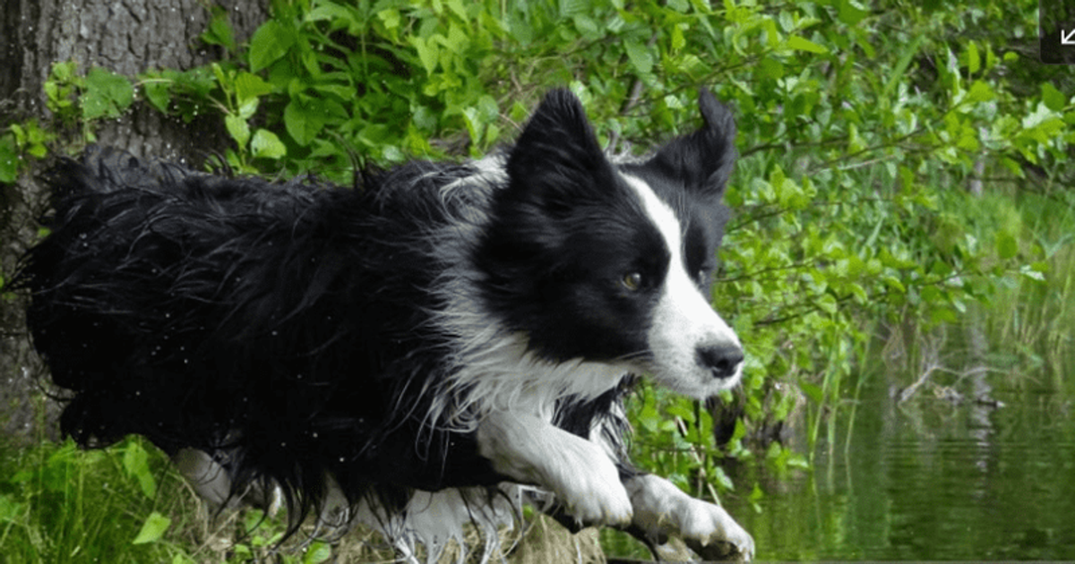 Distraught couple DESPERATELY searching for missing pet dog-sitter lost while they were on vacation