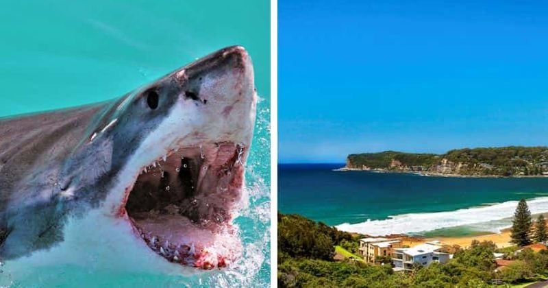 Young surfer lands in hospital after huge shark bites him on the arm, beaches shut