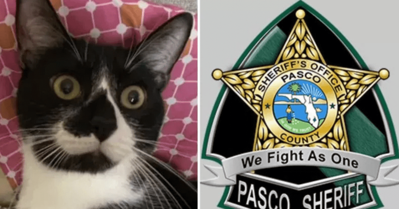 Eric Harris: Florida deputy arrested for STOMPING and killing girlfriend's cat after heated argument