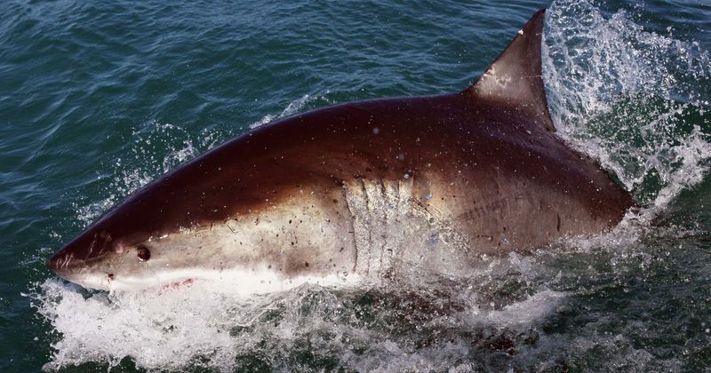 Three beaches closed after woman, 51, suffers 'serious' shark bite just 100 feet from shore