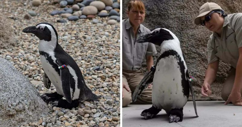 HAPPY FEET: African penguin Lucas receives custom boots after struggling with chronic foot condition